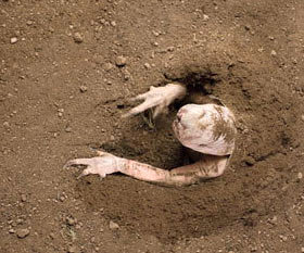 The Burrowers