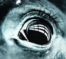 The Ring (La señal)