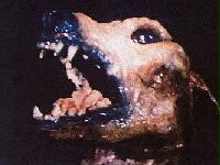 The Thing