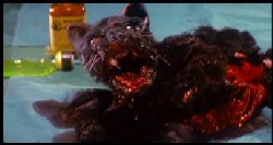 Re-animator
