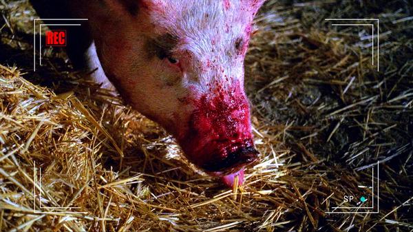 Bad Blood: The hunger
