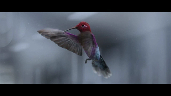 ColourBleed