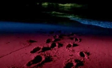 Creepshow