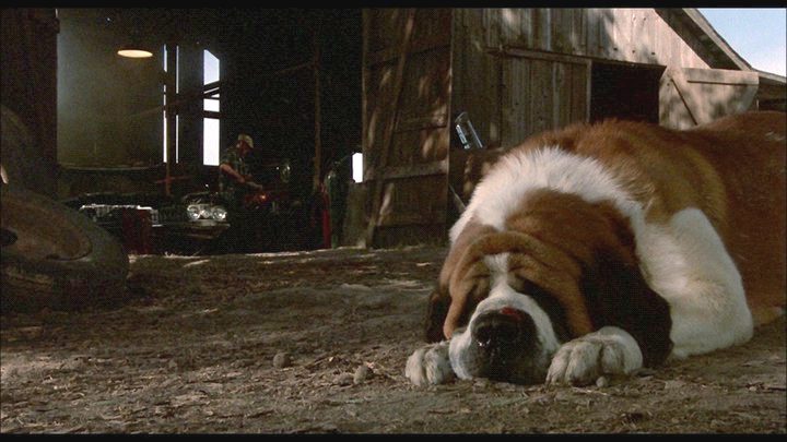 Cujo