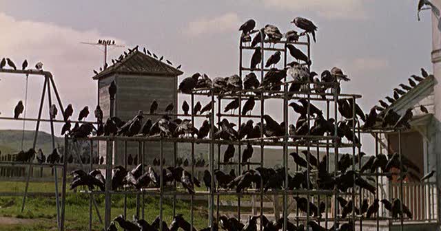 Los Pajaros